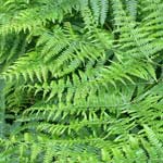 Bracken Fern