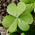 Oxalis (wood sorrel)