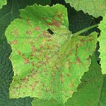 Downy Mildew