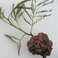 Fungal Gall - Wattle