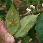 Myrtle Rust