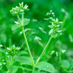 Mouse-eared Chickweed