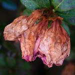 Azalea  Petal Blight