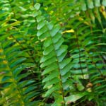 Fishbone Fern