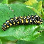 Small Citrus Butterfly or Dainty Swallowtail