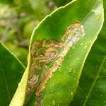 Citrus Leaf Miner