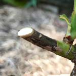 Rose Dieback or Canker