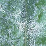 Powdery Mildew