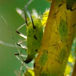 Aphids