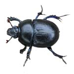 African Black Beetle