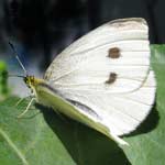 Cabbage White Butterfly