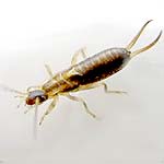 Earwig