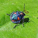 Cotton or Hibiscus Harlequin Bug