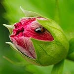 Hibiscus Flower Beetle