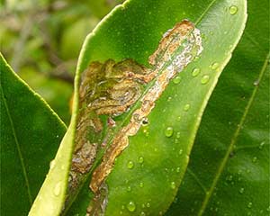 Leaf Miners