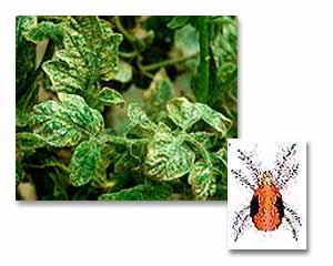 Two-spotted Spider Mite (Red Spider Mite)