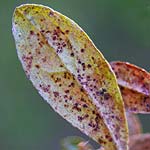 Azalea Lace Bug