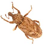 Vegetable Weevil