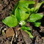 Chickweed