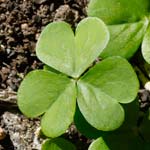 Creeping Oxalis