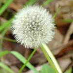 Dandelions