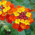 Lantana