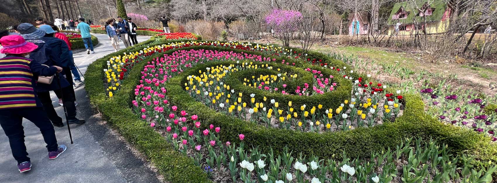 Garden of Morning Calm - impressive tulip display in spring