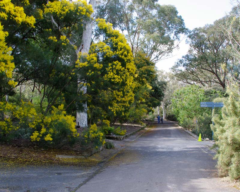 Australian National Botanic Gardens - late winter and spring huge variety of Acacia in flower