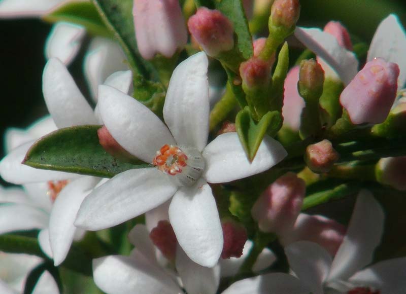 The white flowers and pink buds of Philotheca myoporoides subsp. acuta photo taken at Australian National Botanic Gardens in Spring