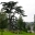 Lebanese Cedar - Main Lawn - Chateau Royal d'Amboise