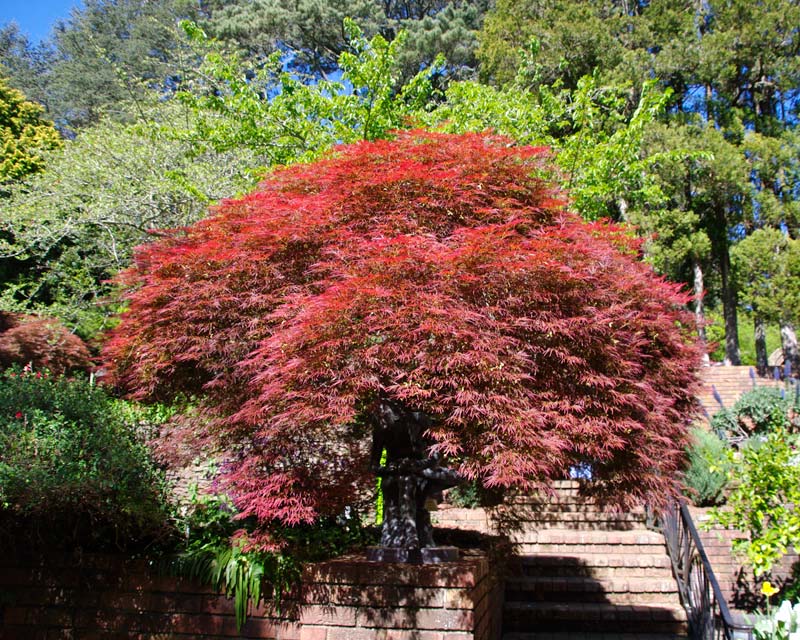 Sorensen knew how to combine trees to good effect, especially Acers - Everglades, Leura