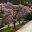 Dogwoods in spring, spectacular at Everglades, Leura