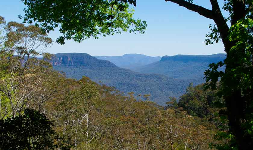 Everglades - Leura