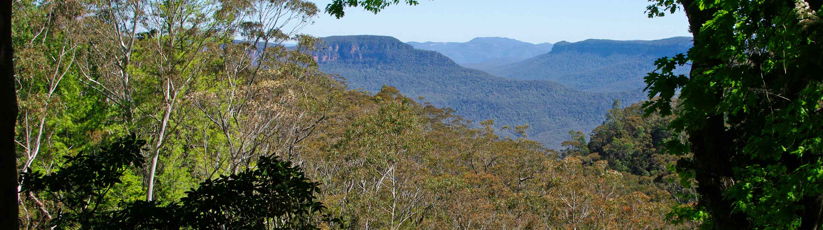 Everglades - Leura