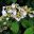 Viburnum plicatum, snowy white contrast for spring at Everglades, Leura