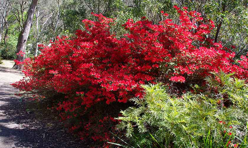 Campbell Rhododendron Gardens