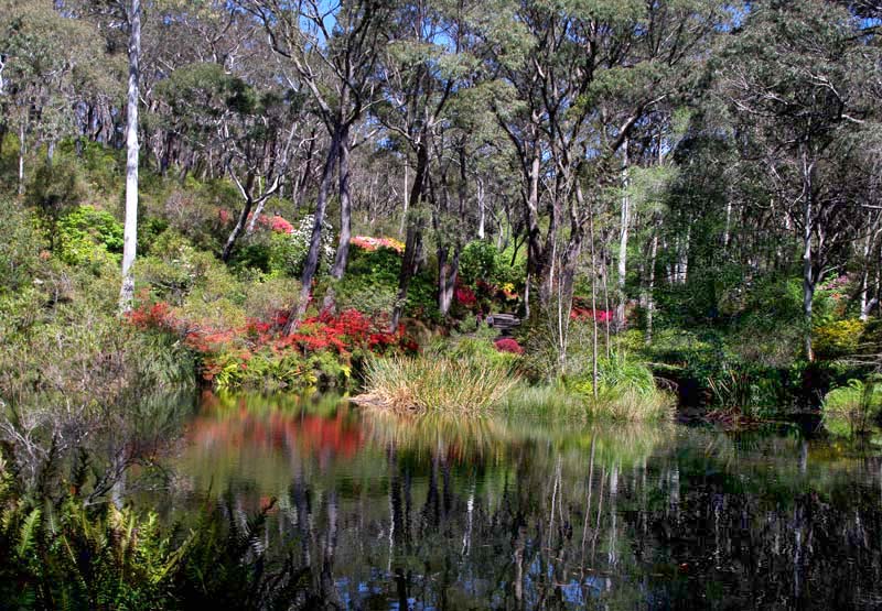 The Lake surrounded by Rhododendron and Azaleas - Campbell Rhododendron Gardens