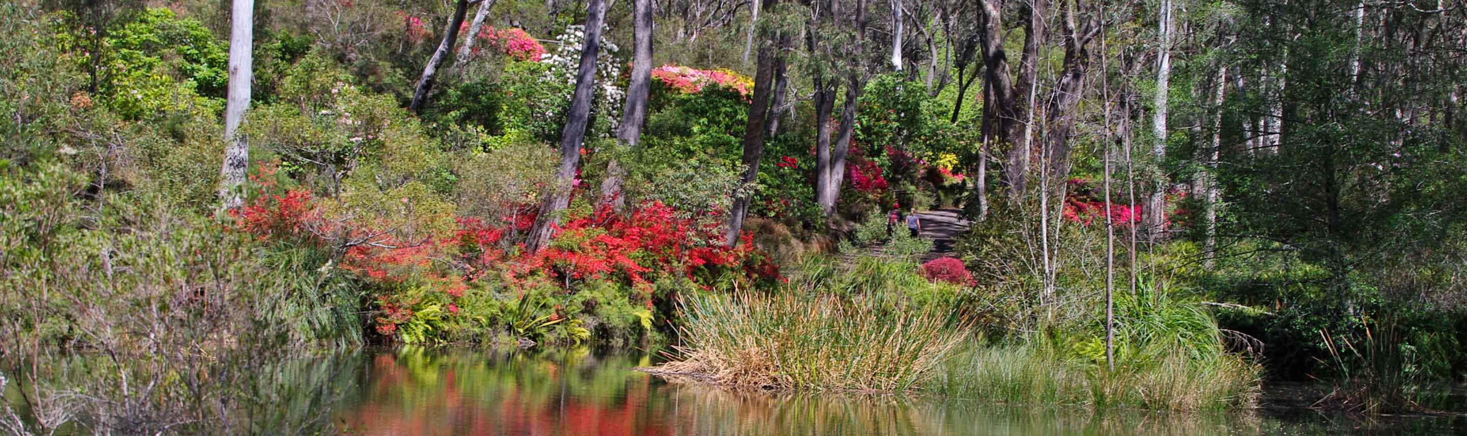 Campbell Rhododendron Gardens