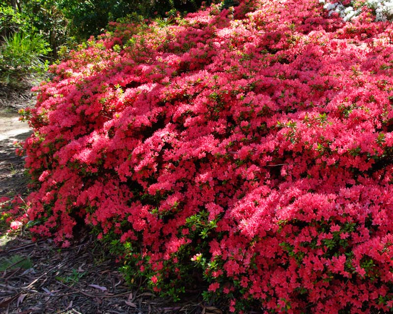 Bright pink flowers - Rhododendron Kurume hybrid 'Kasana Kagaribi'  photo taken in Campbell Rhododendron Gardens