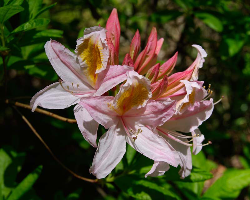 Rhododendron pale pink Mollis hybrid  photo taken in Campbell Rhododendron Gardens