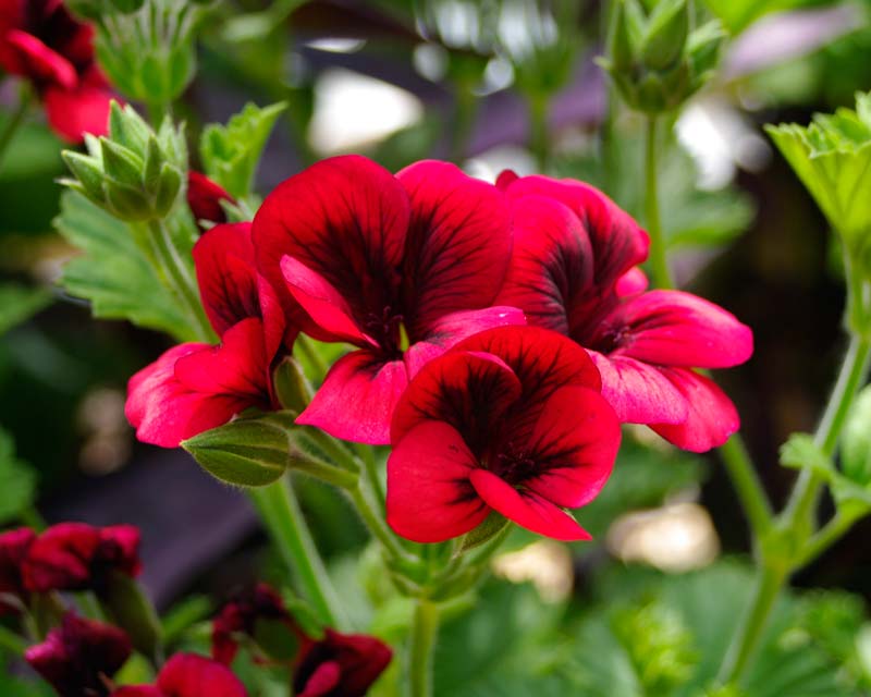 Glasshouse grown pelargoniums at Parham House