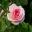 Climbing Rose - Pierre De Ronsard