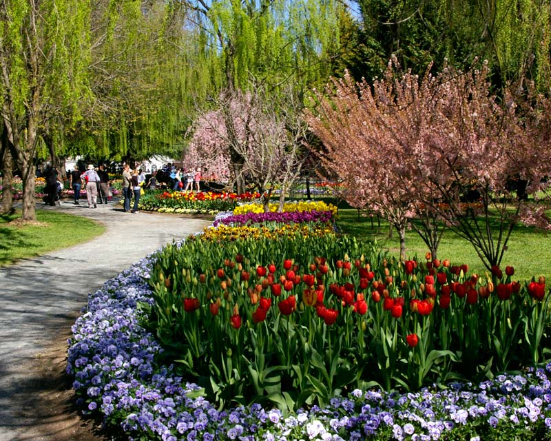 Borders of pansies and tulips - Tulip Top Gardens