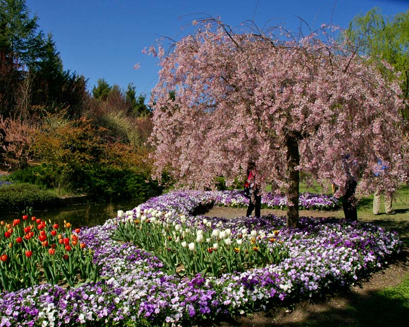 Tulip Top Gardens - aside the stream, the display beds are full of pansies and tulips.