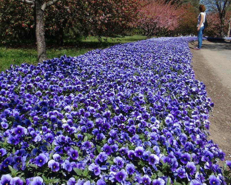 Wide borders of pansies - Tulip Top Gardens