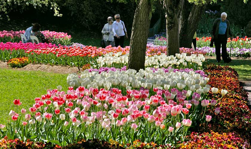 Tulip Top Gardens