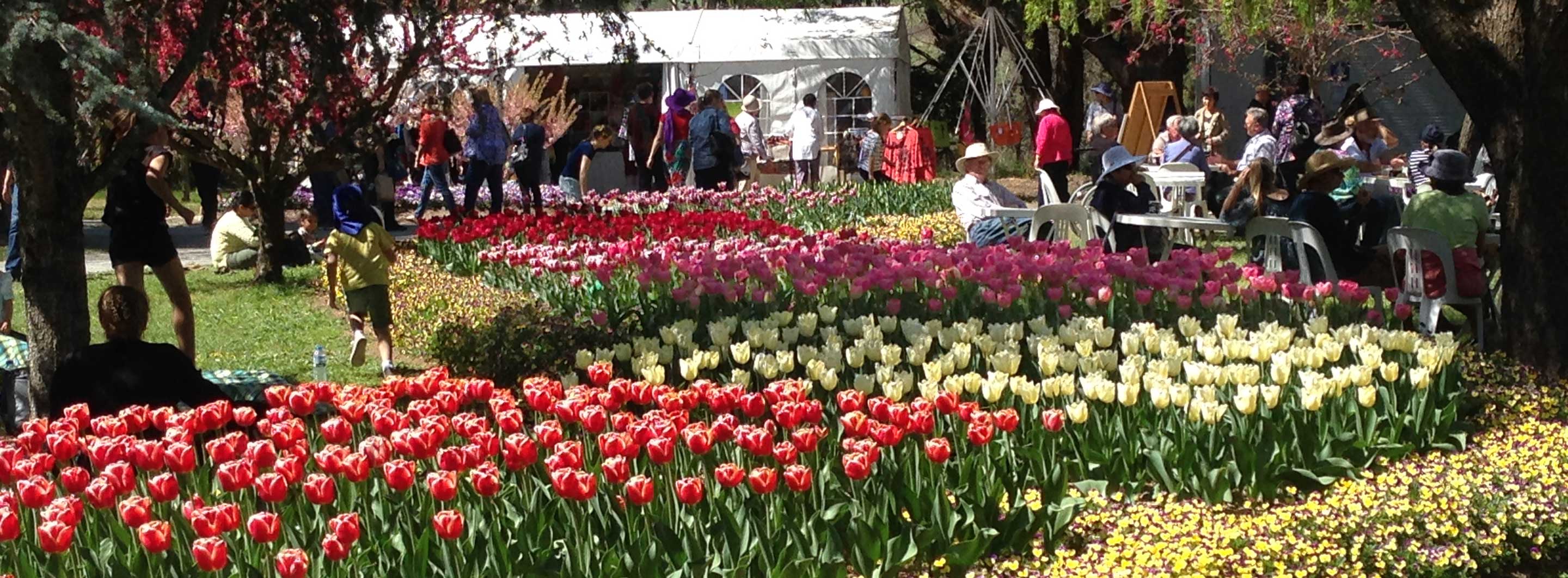 Tulip Top Gardens