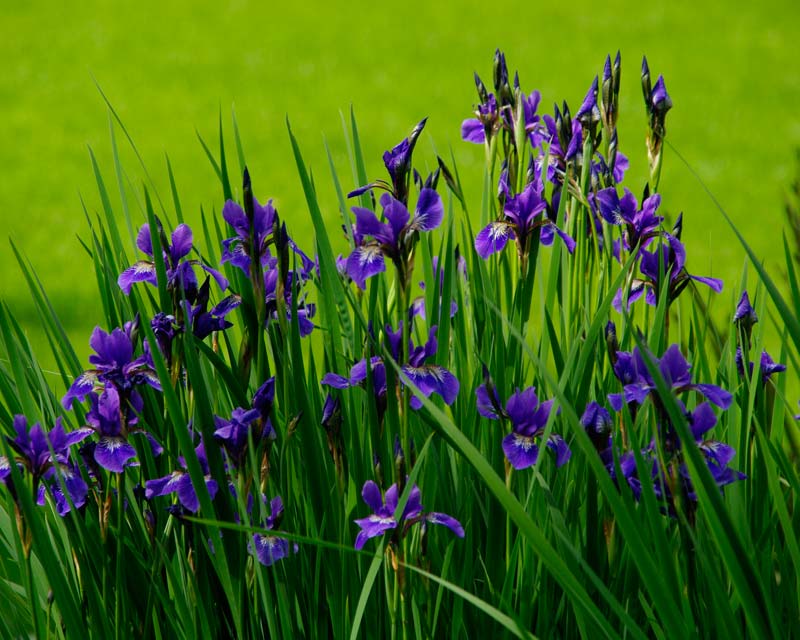 Iris in bloom early summer at Chelsea Physic Garden