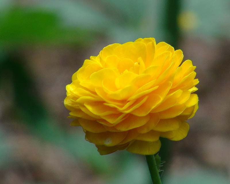 Ranunculis acris, late spring flowering at Chelsea Physic Garden