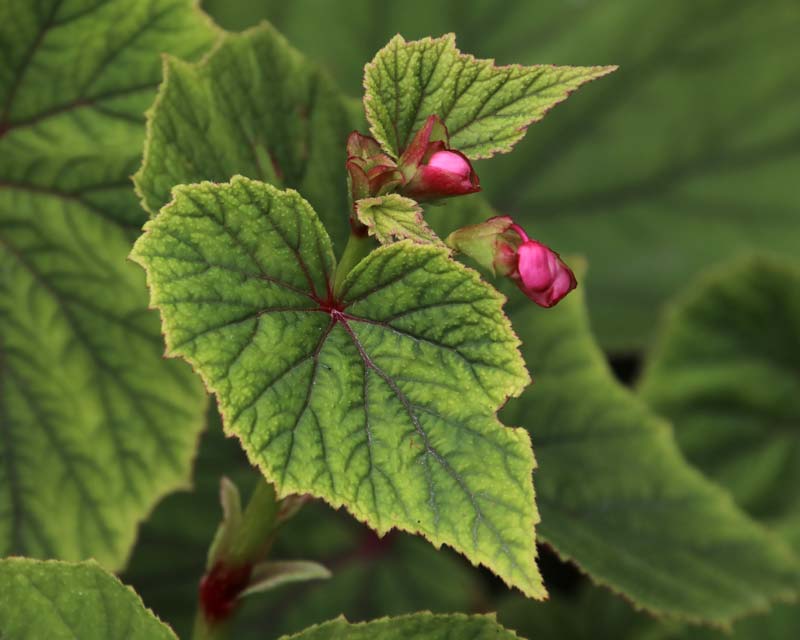 Begonia grandis Evansii at Oxford Botanic Gardens